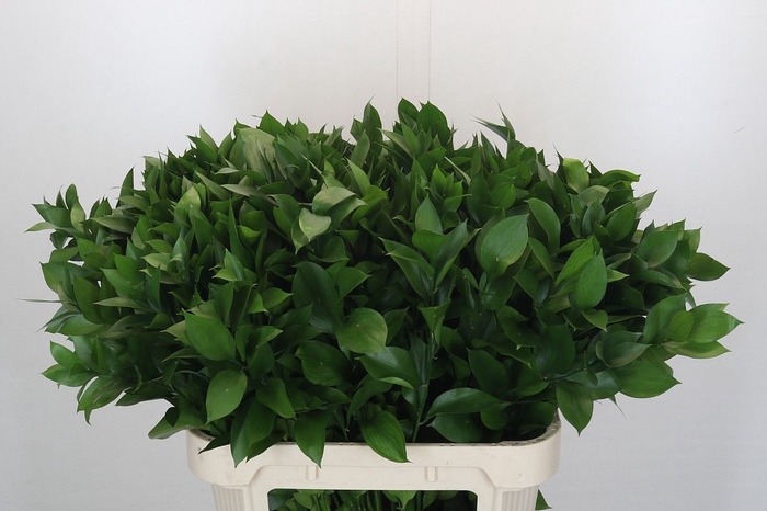 <h4>RUSCUS HYPOPHYLLUM</h4>