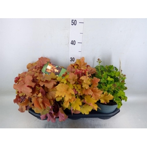 Heuchera  'Indian Summer'   ...mix