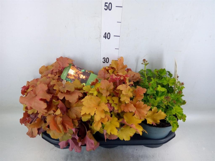 <h4>Heuchera  'Indian Summer'   ...mix</h4>