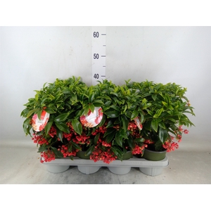 Ardisia crenata 'Bos Premium'