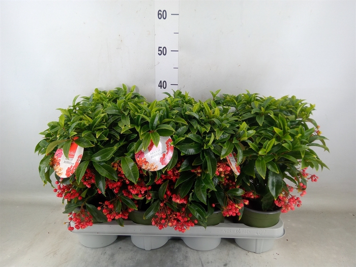 <h4>Ardisia crenata 'Bos Premium'</h4>