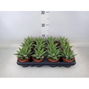 Haworthia limifolia 'Spider White'