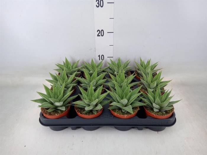 <h4>Haworthia limifolia 'Spider White'</h4>