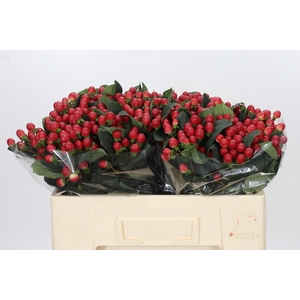 Hypericum True Romance