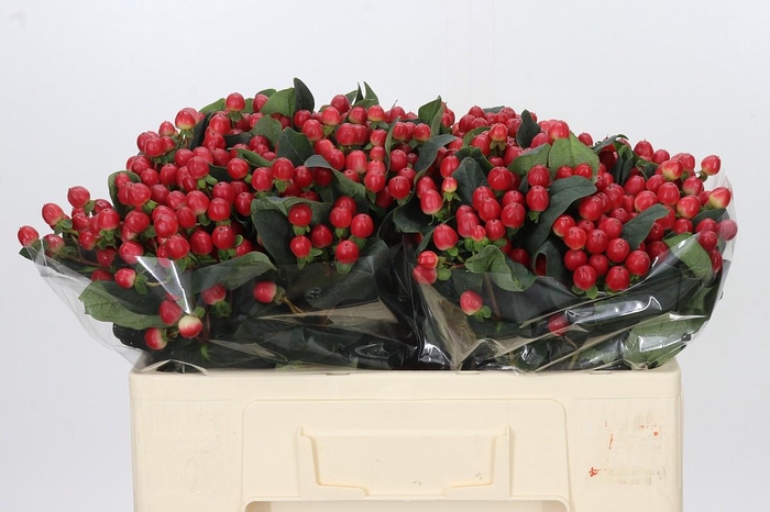 Hypericum True Romance