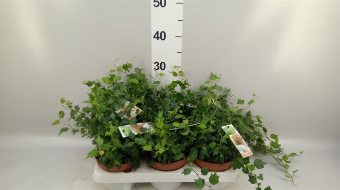 <h4>Hedera helix 'Jessica'</h4>