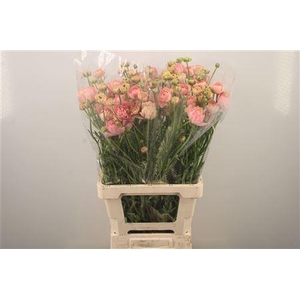 Ran N Moderna Riviera