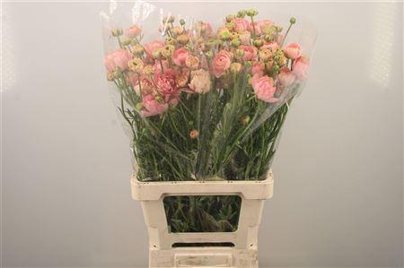 <h4>Ran N Moderna Riviera</h4>