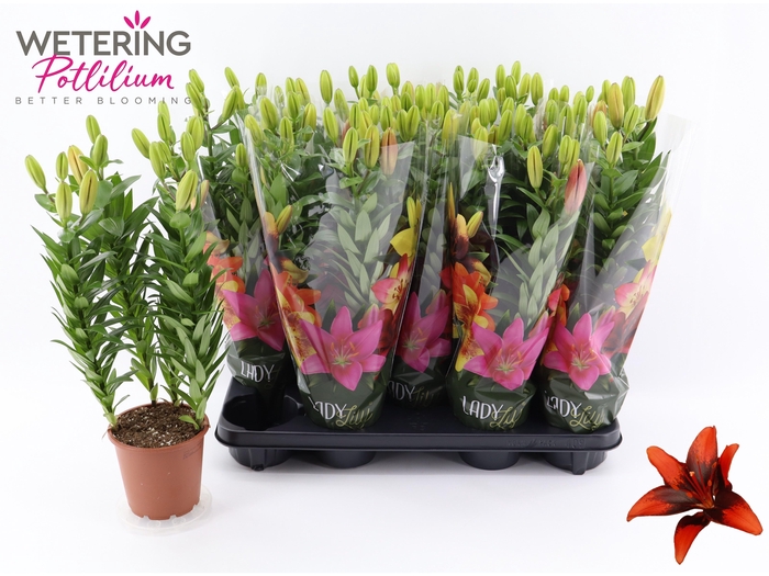 <h4>LIL AS TINY SHADOW</h4>