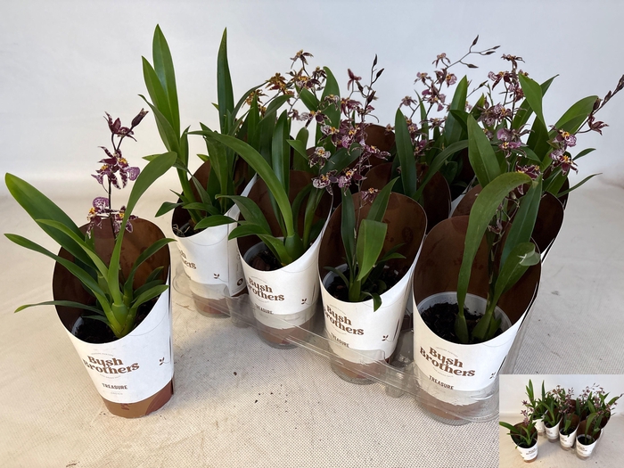 <h4>BRASSIA SUMMER DREAM</h4>