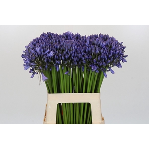 Agapanthus Suzan