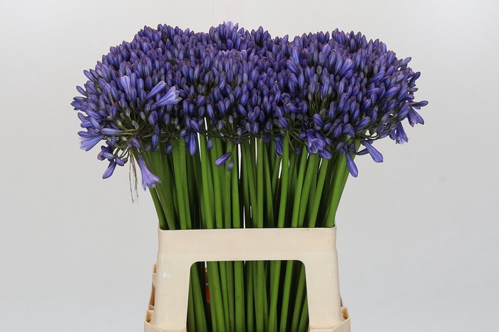 <h4>Agapanthus Suzan</h4>