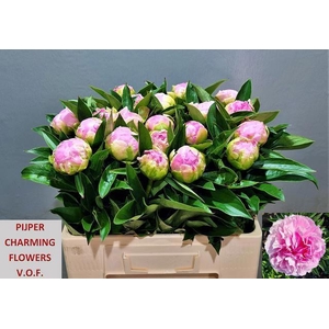 PAEO L PINK GIANT
