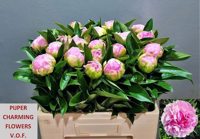 <h4>PAEO L PINK GIANT</h4>