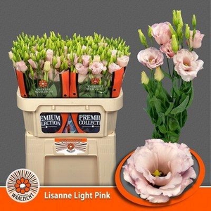 Lisianthus do lisanne light pink