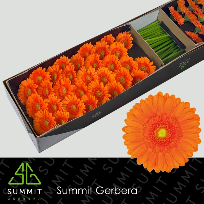 <h4>Germini Max Doos</h4>