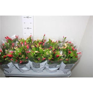 Schlumb Flame Du Gt 50+