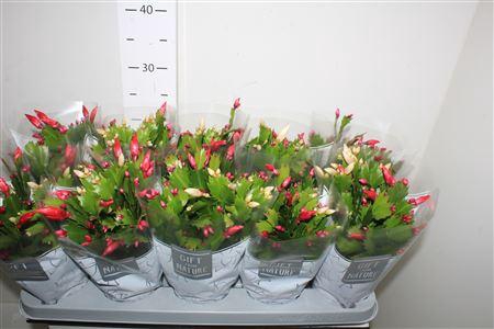 <h4>Schlumb Flame Du Gt 50+</h4>