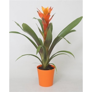 Guzmania Variada in oranje kunststof pot