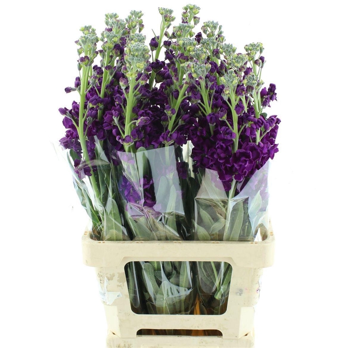 <h4>MATTH IRON PURPLE</h4>