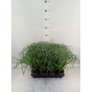 Cyperus alternifolius
