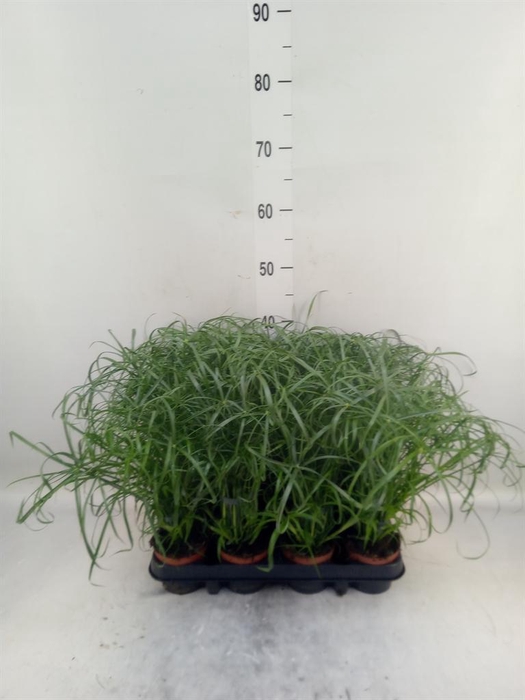 <h4>Cyperus alternifolius</h4>