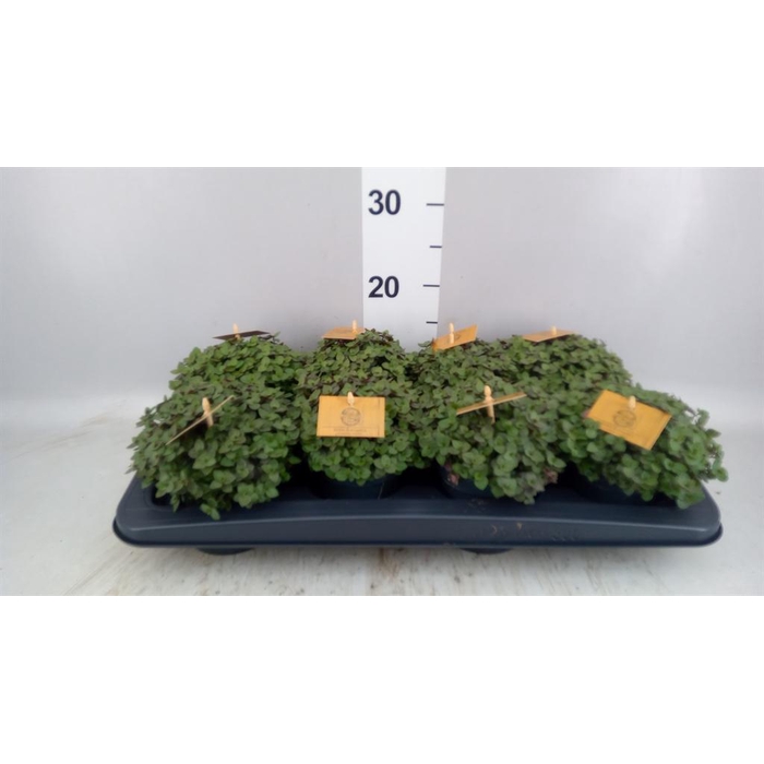 <h4>Callisia repens 'Turtle'</h4>