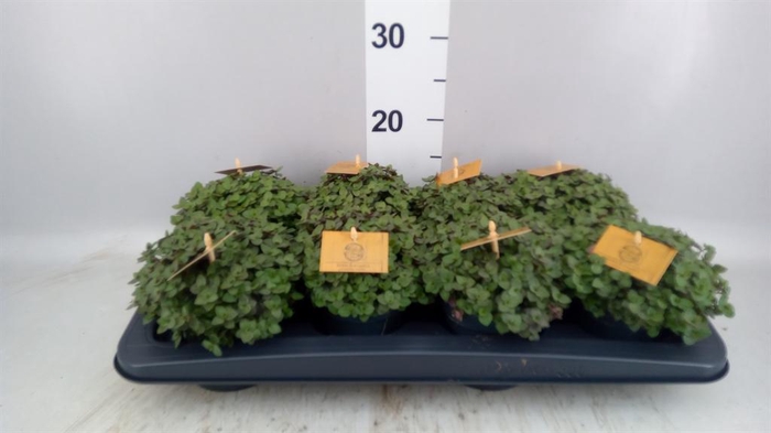 Callisia repens 'Turtle'