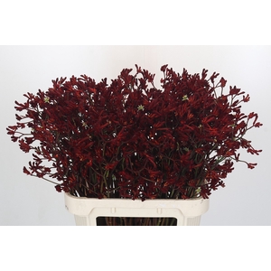 Anigozanthos Bush Ruby