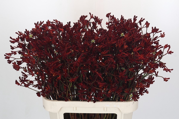<h4>Anigozanthos Bush Ruby</h4>