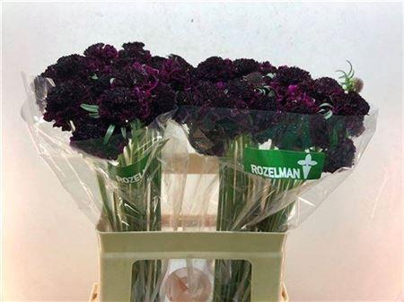 <h4>Scab Dark Red</h4>