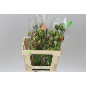 Papaver Nu Pop Bus Gem