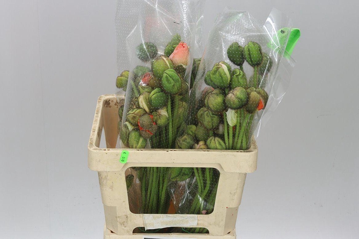 <h4>Papaver Nu Pop Bus Gem</h4>