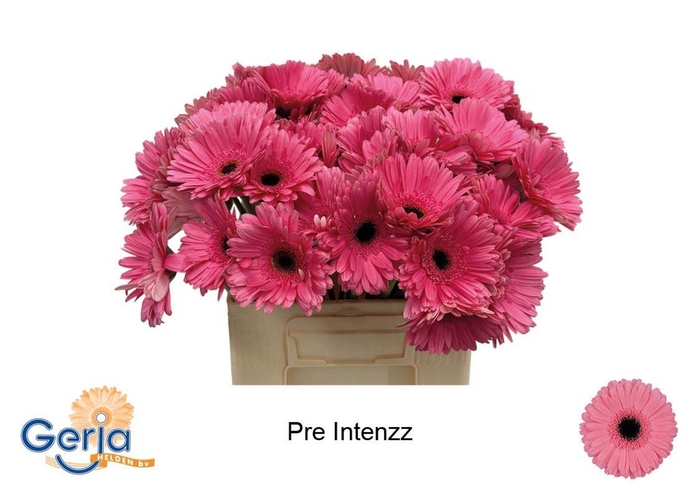 <h4>GERBERA PRE-INTENZZ GE GR PRE-INTEN</h4>