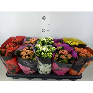 Kalanchoe blos. 'Perfecta'  ..mix 5