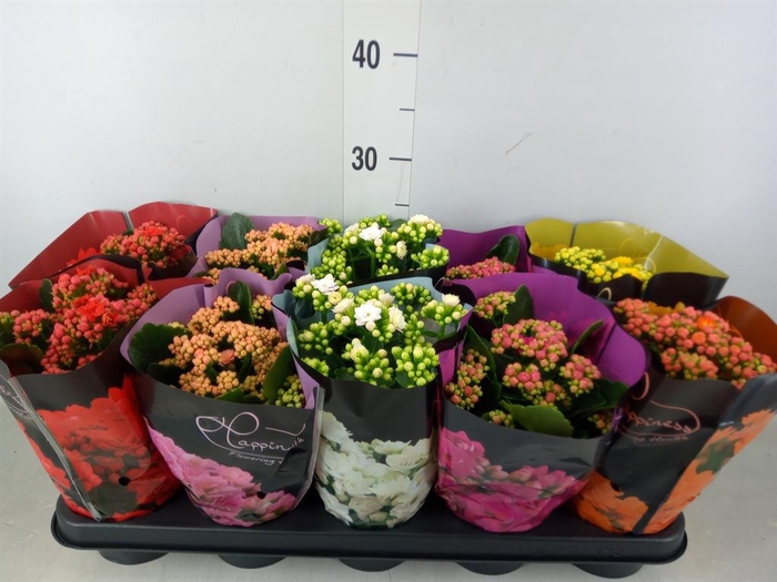 <h4>Kalanchoe blos. 'Perfecta'  ..mix 5</h4>