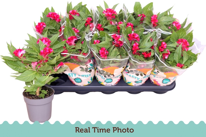 <h4>CEL CR TWIST PINK</h4>