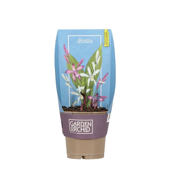 <h4>Garden Orchid Bletilla 3+ Mix 10.5 cm.</h4>