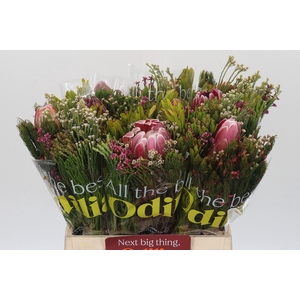 BQ Protea Hybride SFB
