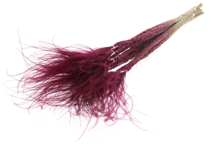 <h4>Stypha Penata 10 Tufts Per Bunch Burgundy</h4>