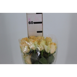 ROSA PEACH AVALANCHE 050 CM ESTUFA
