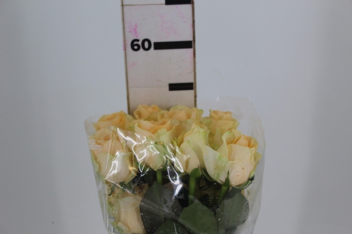 <h4>ROSA PEACH AVALANCHE 050 CM ESTUFA</h4>