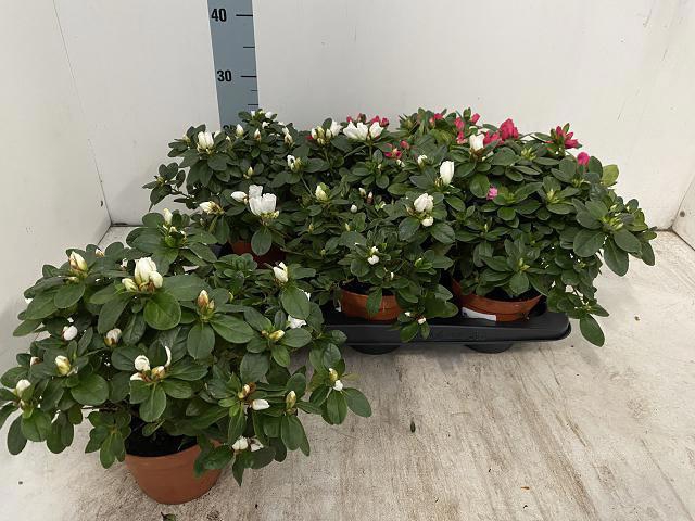 <h4>RHODO SI VOGEL GEM</h4>