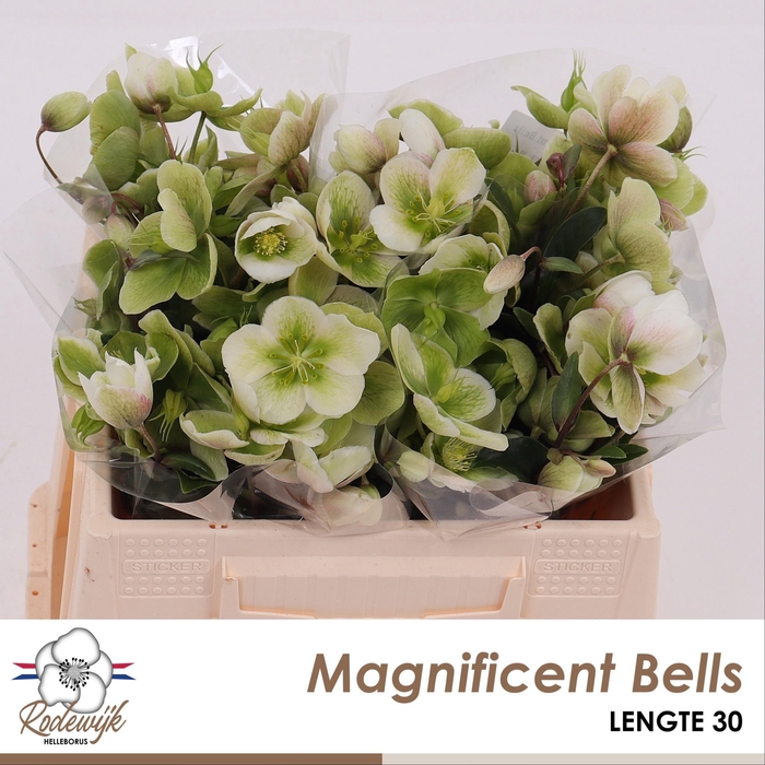 <h4>HELL MAGNIFIC BELLS</h4>