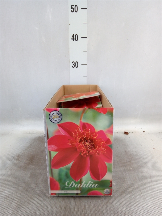 <h4>Dahlia   ...flowerbulbs</h4>