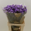 Limonium sinuatum 'Crystal Dk Blue'