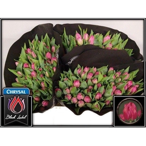 TU DU QUEEN OF MARVE