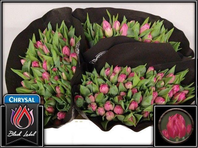 <h4>TU DU QUEEN OF MARVE</h4>