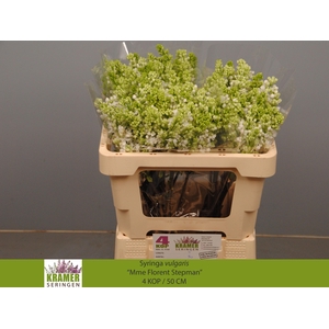 SYR V MME FL STEPMAN