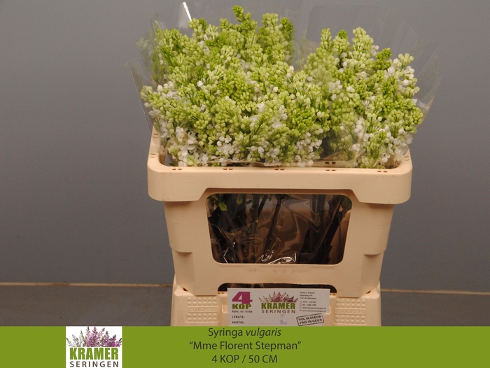 <h4>SYR V MME FL STEPMAN</h4>